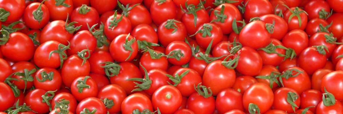 Grow hydroponic tomatoes