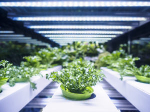 Greens under LED grow lights