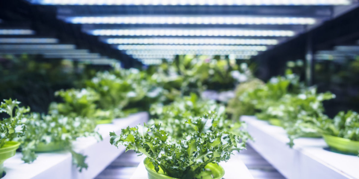 Leafy greens under LED grow lights