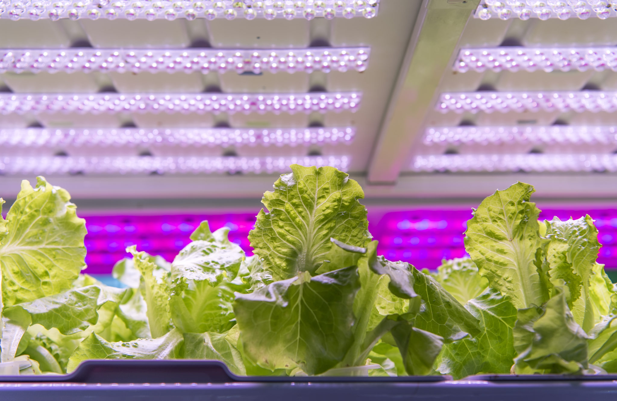 HID Grow Lights AGrowTronics IIoT For Growing
