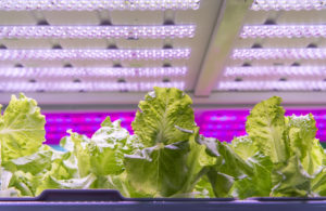 Example of lettuce under LED grow lights