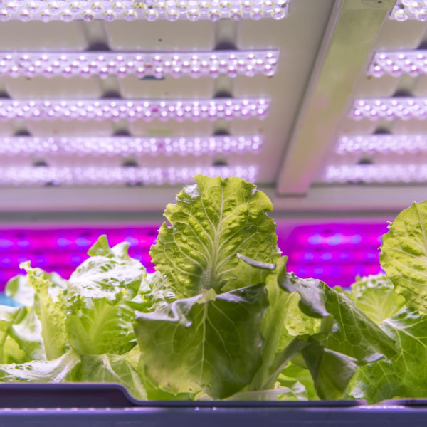 Lettuce growing under LED lights Example of lettuce under LED grow lights