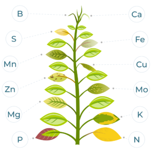 symptoms of nutrient deficiency on leaves