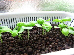 Seedlings need a diluted nutrient solution