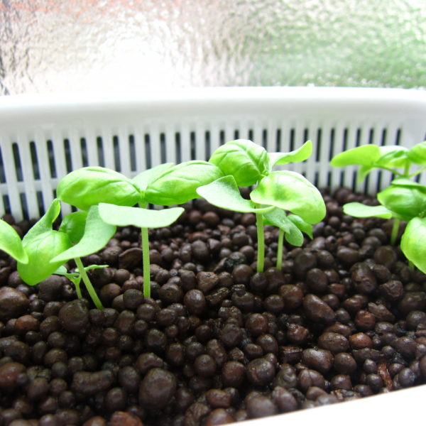 Seedlings need a diluted nutrient solution