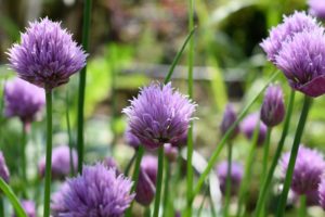 flowering chive plants