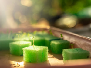 beginning hydroponics with seedlings