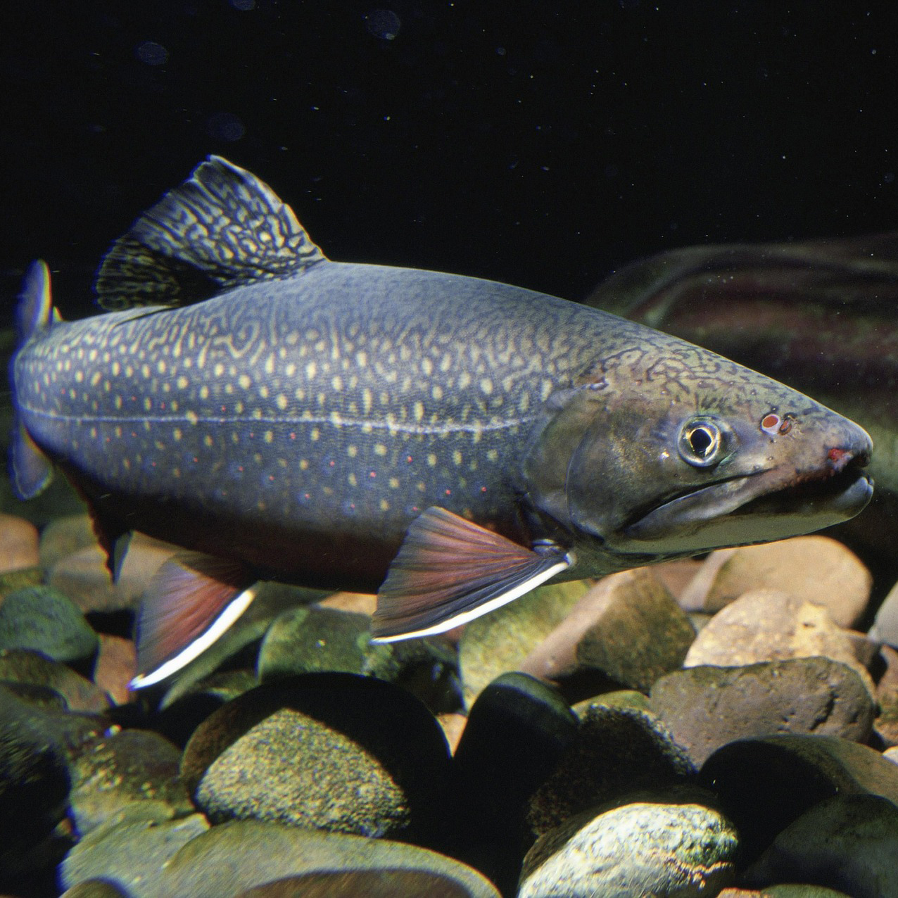 Easiest Fish for Aquaponics - AGrowTronics - IIoT For Growing