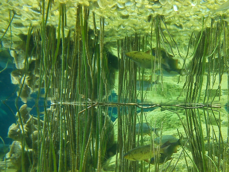 Monitoring in Aquaculture