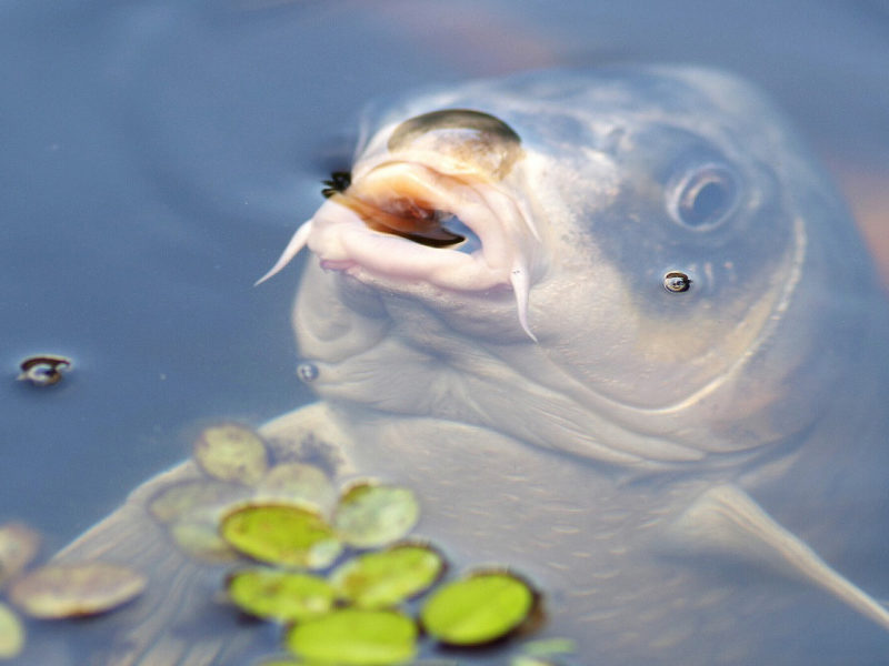 What Kinds of Fish Can You Grow in Aquaponics?