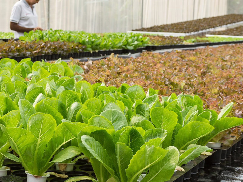 How Does Aquaponics Work?