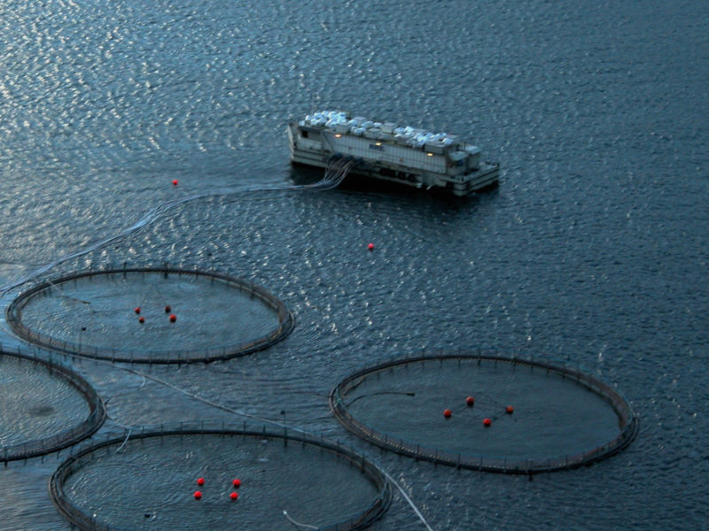Aquaculture vs. Mariculture