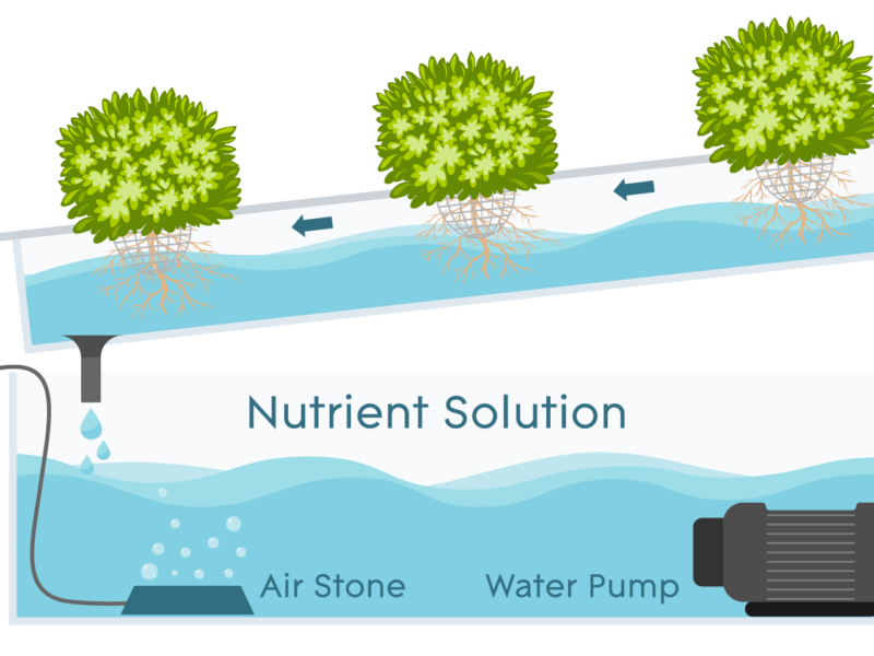 Nutrient Film Technique (NFT)