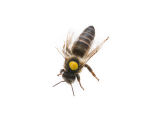 bee queen – mother – apis mellifera