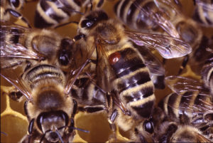 Varroa, Varroa destructor, Milbe, Thüringen, Deutschland, Europa