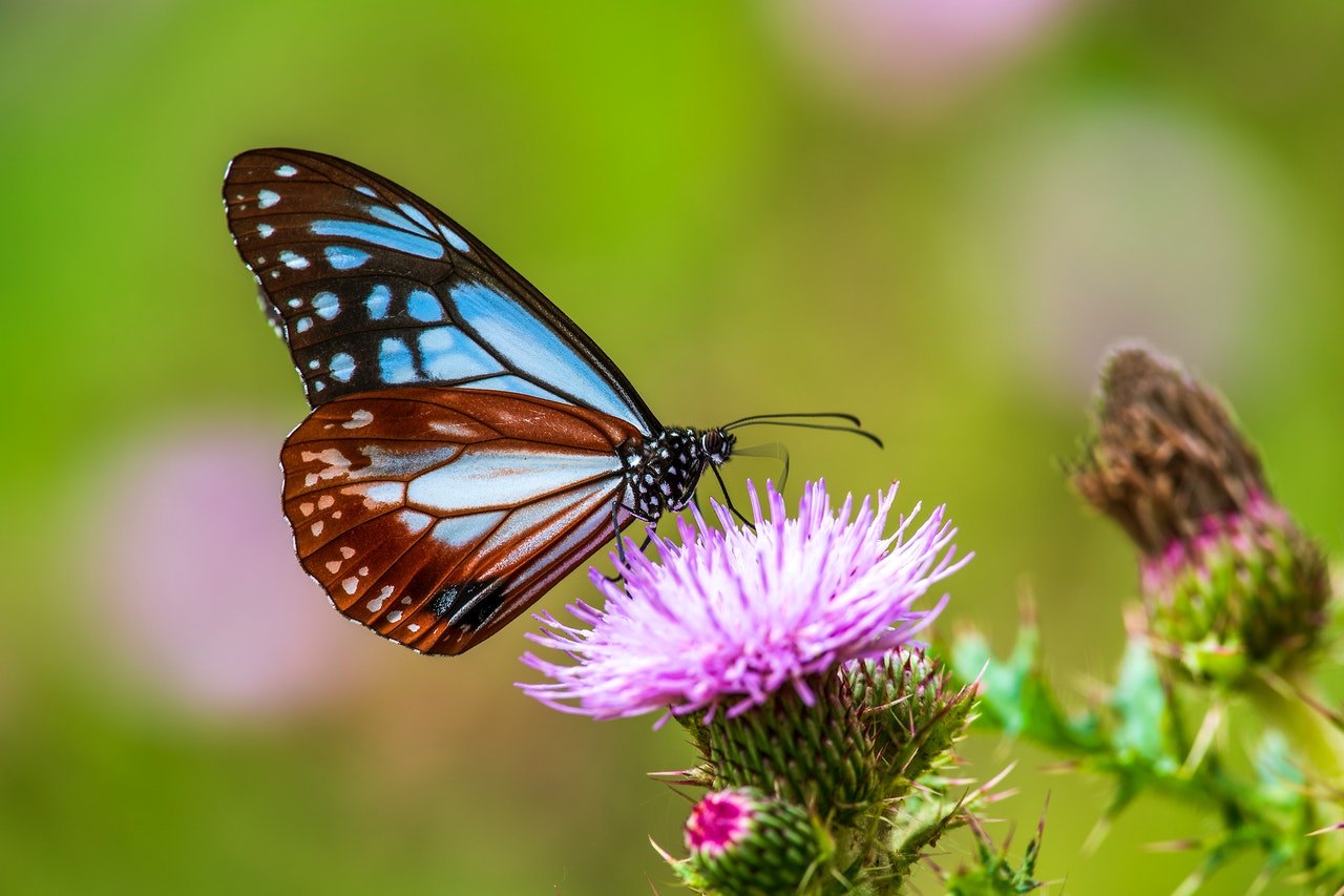 How Does Pollination Work? AGrowTronics IIoT For Growing