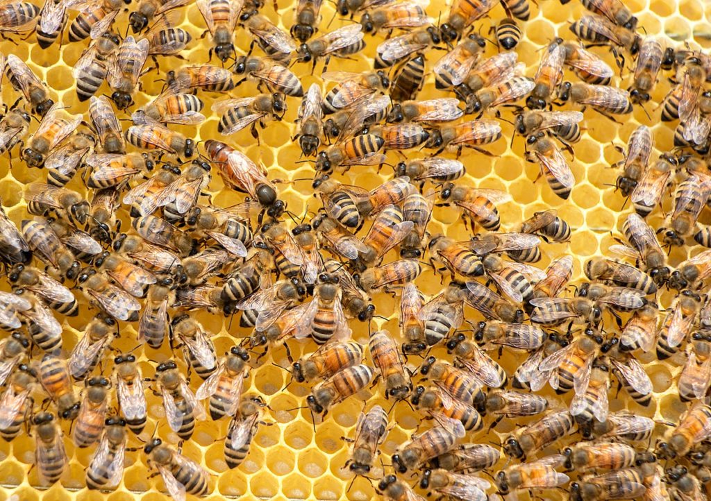 Roles of Bees in the Hive AGrowTronics IIoT For Growing