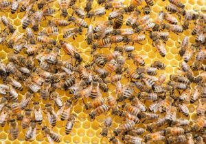 Roles of Bees in the Hive