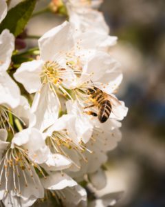 Species of Bees for Beekeeping