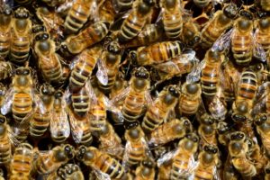 Worker Bees - An Overview