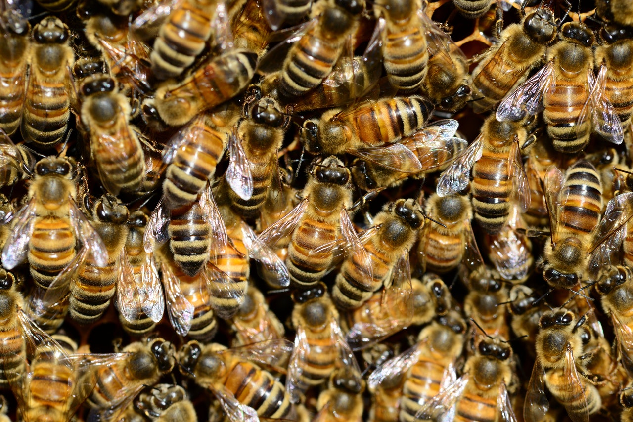 Why Do Bees Swarm? AGrowTronics IIoT For Growing