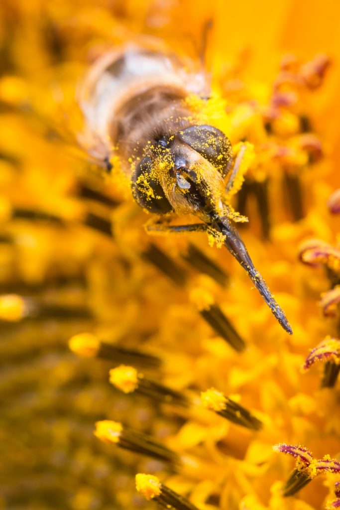 How Does Pollination Work? AGrowTronics IIoT For Growing