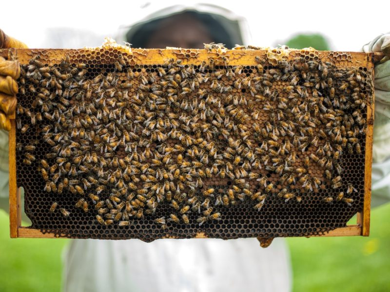What is an Apiary?