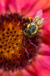 How Do Bees Make Honey?