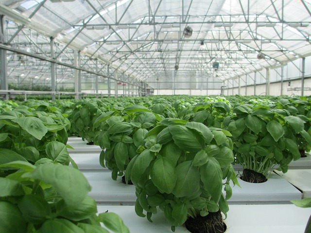 Nutrients for Hydroponics