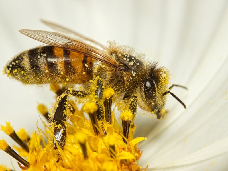 DIY Varroa Mite Treatments