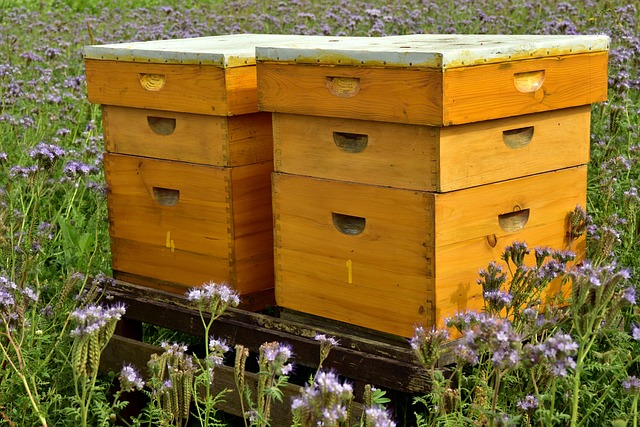 Main Types of Beehive Structures