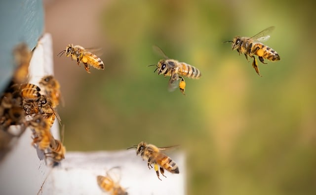 Why Do Bees Swarm?